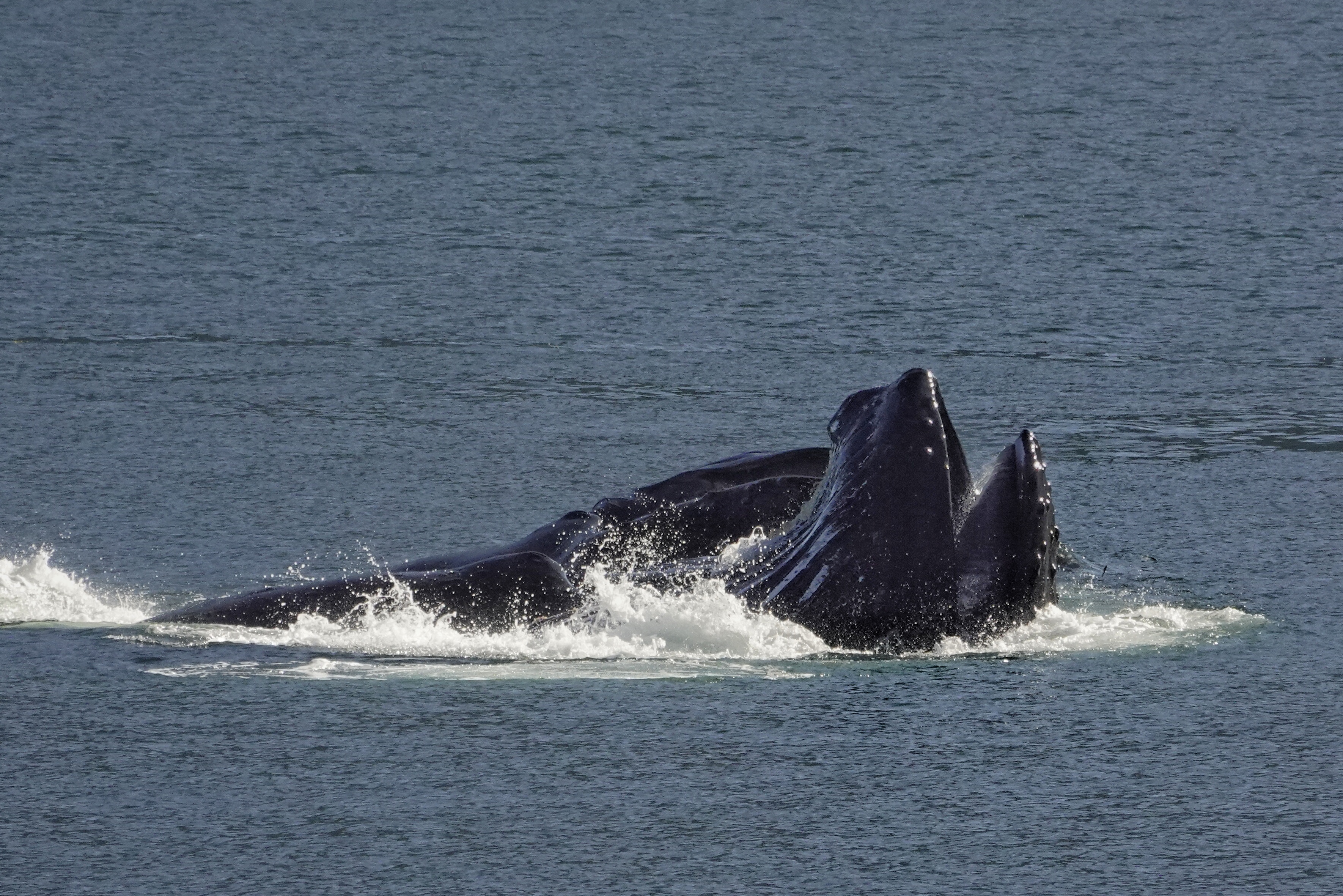 Baleine remontant en surface